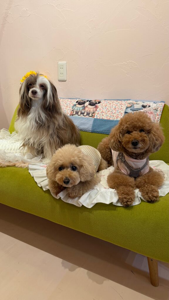 ポンプルのソファでくつろぐわんちゃんたち